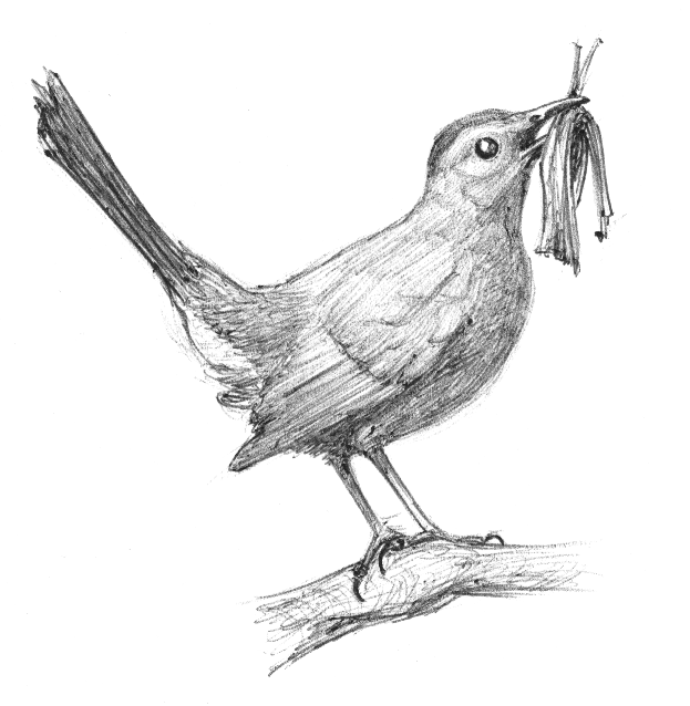 Gray Catbird