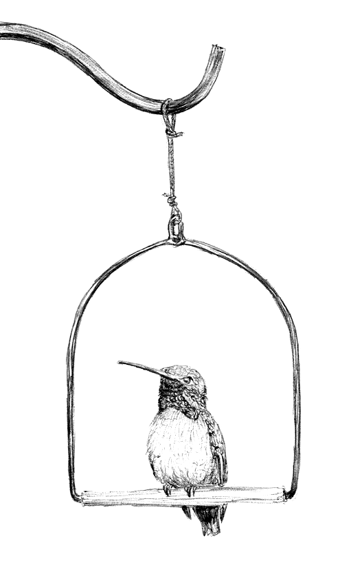 Hummingbird on Swing