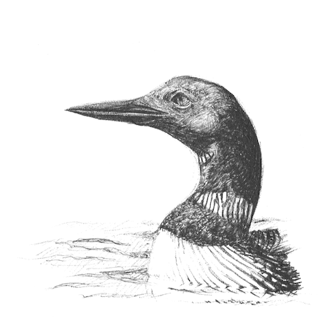Common loon