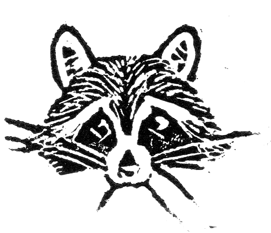 Raccoon