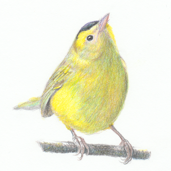 Wilson's Warbler